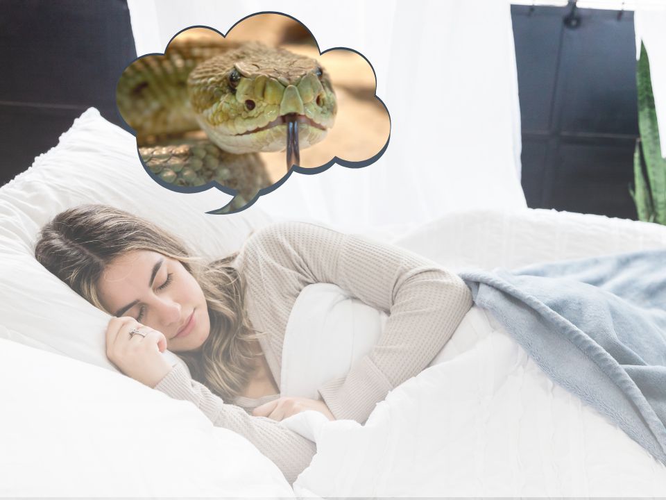 Sonhar com COBRA: Significado de cada signo!