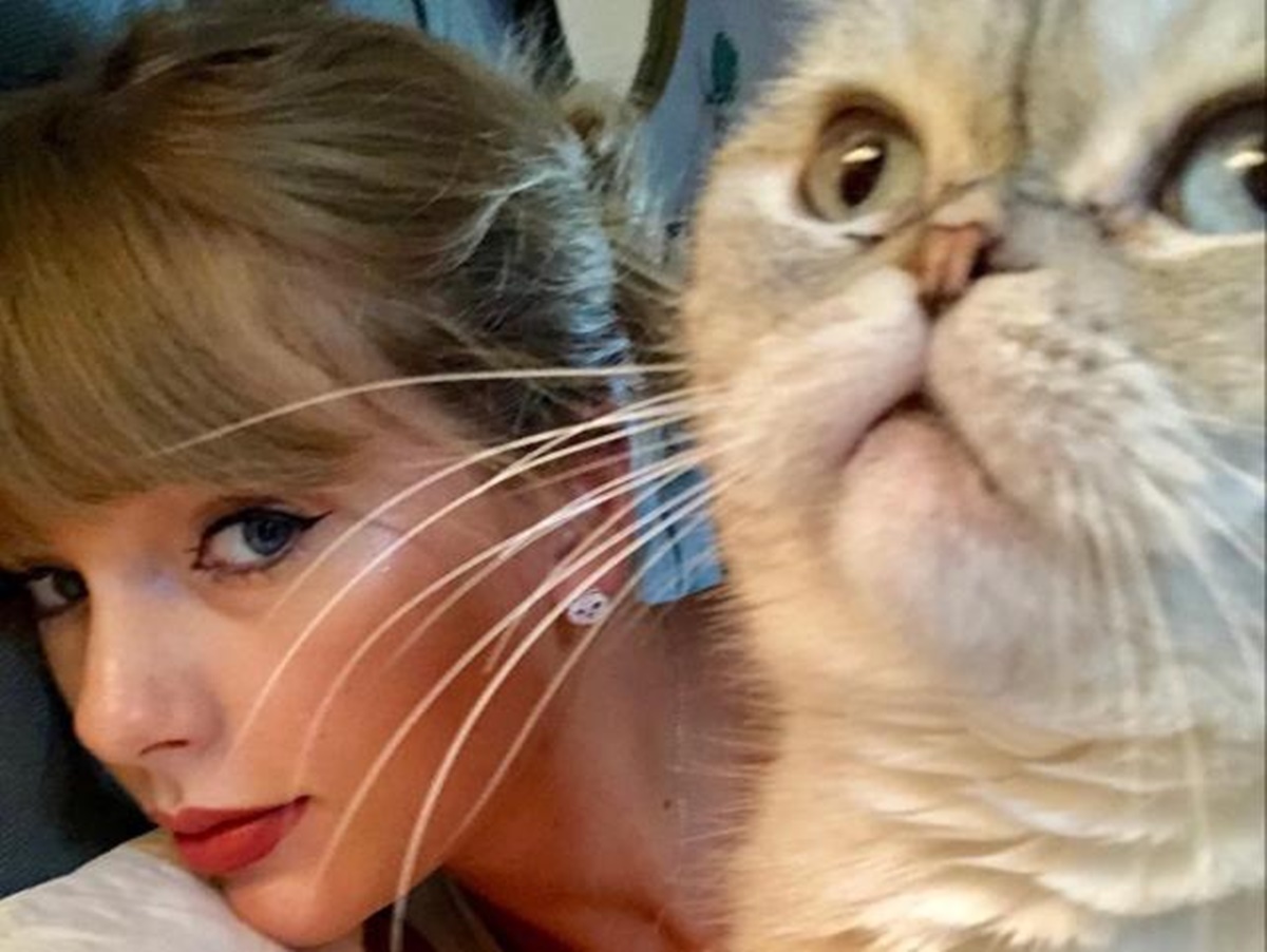Conheça a fortuna da gata de Taylor Swift, o 3º pet mais valioso do mundo